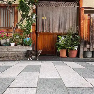 暑気払いのお誘いがやや強引すぎるネコ　　かのこさん