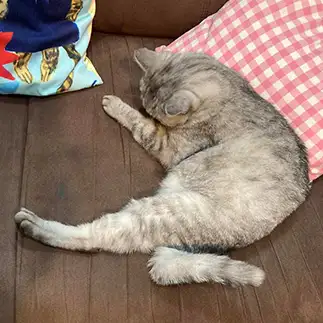 しっぽ取れちゃった～！？すぎるネコ　　ミロルナのママさん