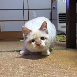 ガンを飛ばしすぎるネコ　　にゃーさん