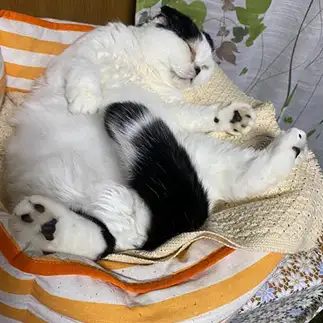 イチモツがご立派すぎるネコ　　ぱんだるさん