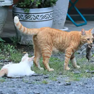 狩りってのはこうやってするんだぜすぎるネコ　　輪廻さん