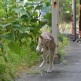 ハンドパワーすぎるネコ　　ままめろんさん