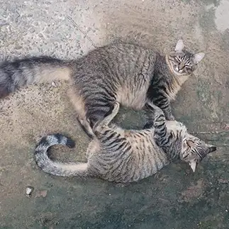 ねこドーナツすぎるネコ　　なんなさん