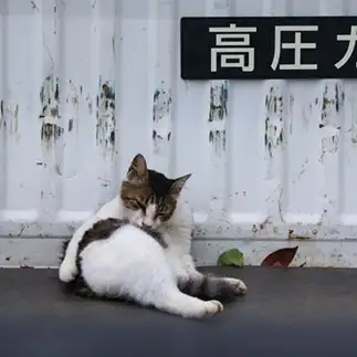 火気厳禁すぎるネコ　　おいにゃんさん