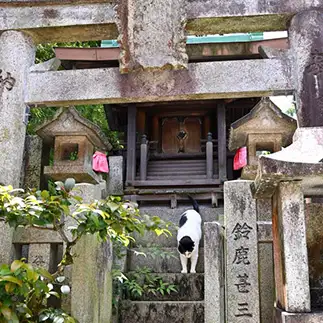 猫神様ご出勤すぎるネコ　　仙城 彩漓さん