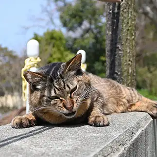 わるいかおすぎるネコ　　仙城 彩漓さん