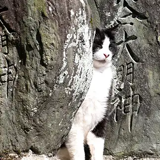 はさまりすぎるネコ　　仙城　彩漓さん