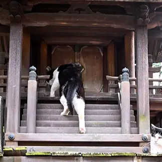 猫神様ご帰宅すぎるネコ　　仙城 彩漓さん