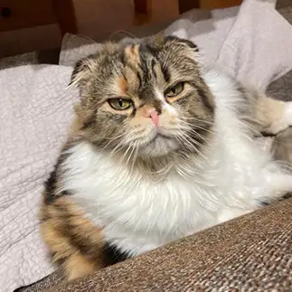 ねむすぎるネコ　　ちゃまさん