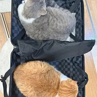 旅行に行く気満々すぎるネコ　　あんみつさん