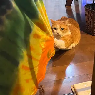スーパーマンすぎるネコ　　かきもつさん