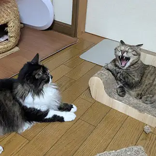 ヘン顔大会でスベリすぎるネコ　　ひまわり屋ひまさん