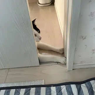 通せんぼすぎるネコ　　みゅうさん
