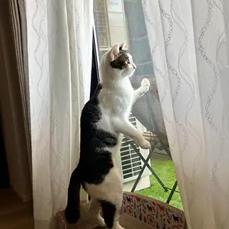 台風が心配すぎるネコ　　じゃすみんさん