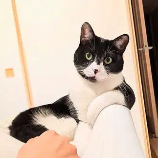 それがなにか？と態度に出しすぎるネコ　　Miraiwakittoさん