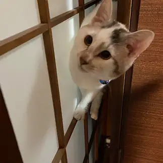 忍者すぎるネコ　　はっちゃんファミリーさん