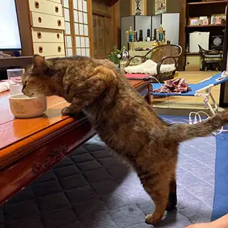 テーブルで飲みたすぎるネコ　　せいこりんさん