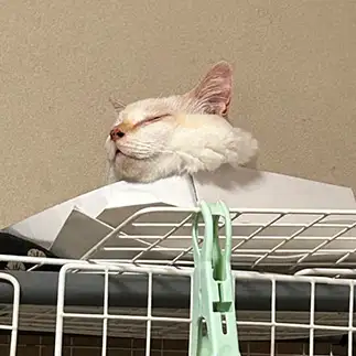 にゃま首！ホラーすぎるネコ　　にゃーさん