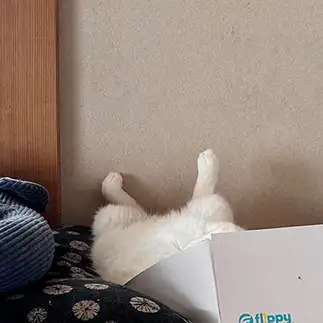 犬神家！？ホラーすぎるネコ　　にゃーさん