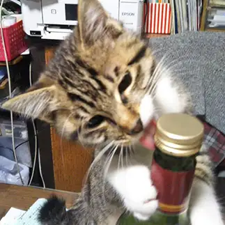 酒が好きすぎるネコ　　yusukeさん