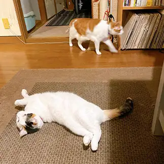 捻りすぎるネコ　　サーシャさん