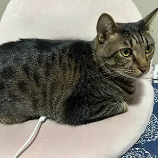 充電中すぎるネコ　　ネルさん