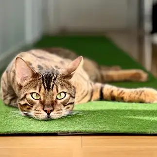 ぺったんこすぎるネコ　　カジハラさん
