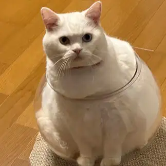 ハマりすぎるネコ　　銀河大さん