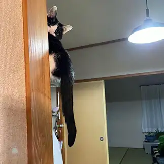 おながどりすぎるネコ　　むっちゃんさん
