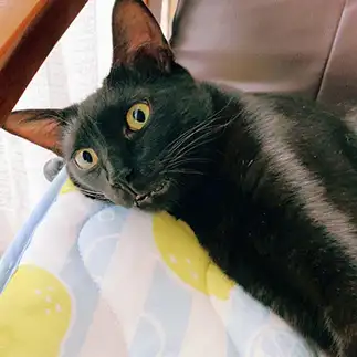 寝てるのに目開けすぎるネコ　　こいけしきさん