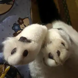 キミのあんよが仲良しパンダすぎるネコ　　ぱんだるさん