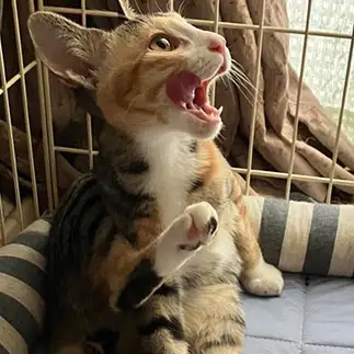 シャーされても怖くなさすぎるネコ　　ぐんちゃんさん