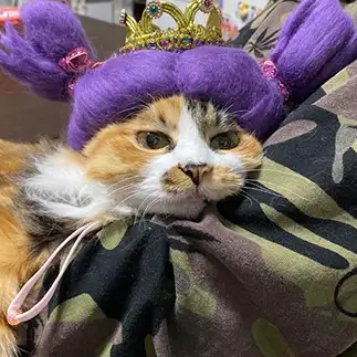 魔女すぎるネコ　　はなたろうさん