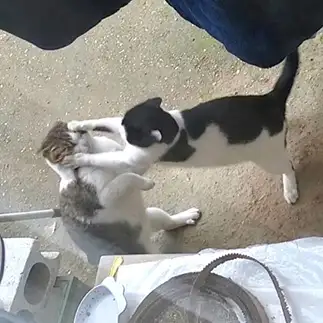 おかわりをもらいたすぎるネコ　　あゆにゃんこパーティーさん