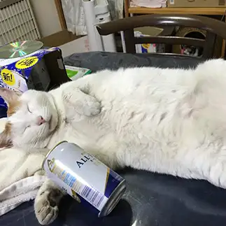 おやじすきる猫すぎるネコ　　chacha1003さん