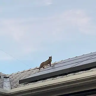 鳥になりたすぎるネコ　　えいこ8さん