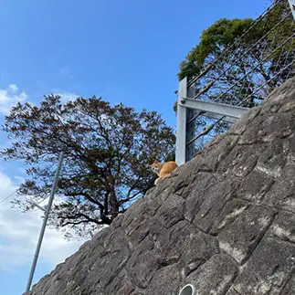 上から目線すぎるネコ　　ぴよえもんさん