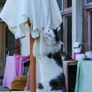パラソルが好きすぎるネコ　　おいにゃんさん