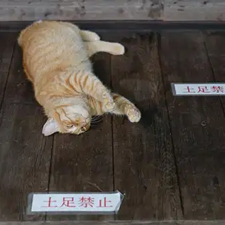 気遣いができすぎるネコ　　おげんちゃんさん
