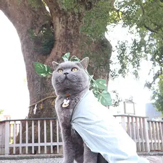 猫神様すぎるネコ　　るるさん