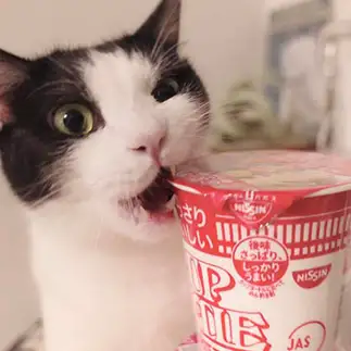 カップラーメンに興味を持ちすぎるネコ　　ネコネコハンターいけのさん