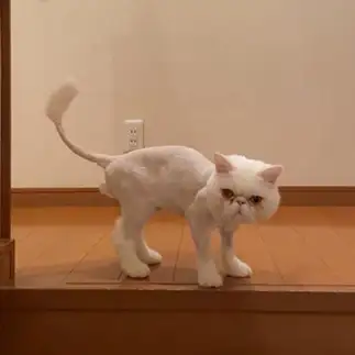ライオンカットすぎるネコ　　にちかさん