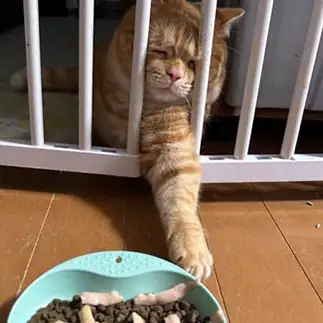 ごはん好きすぎるネコ　　ルミエールまめさん