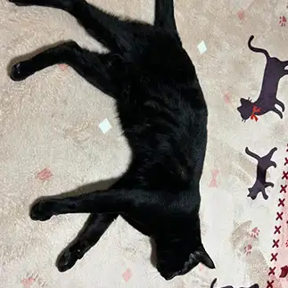 カーペットの柄に擬態しすぎるネコ　　ネルさん