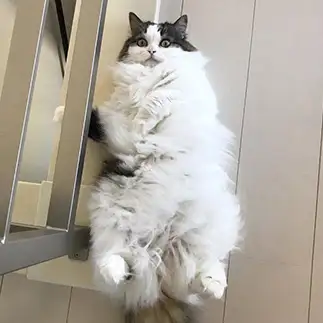 ふわふわすぎるネコ　　けだまっこさん