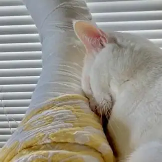 看病疲れすぎるネコ　　丸見さん