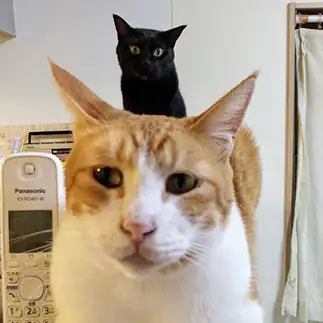 もしかして背後霊？すぎるネコ　　こいけしきさん