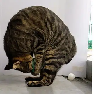 これは…アンモナイトすぎるネコ　　猫山油猫丸さん