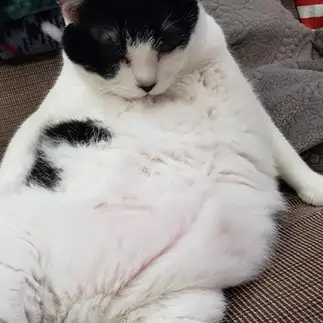たるんだお腹を気にしすぎるネコ　　あんどこさん