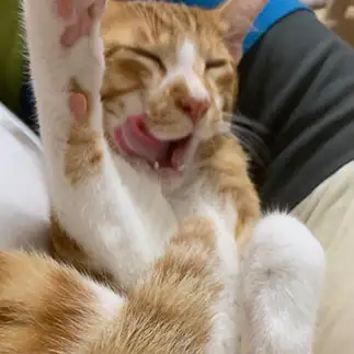 大好きな食べ物の夢を見すぎるネコ　　ちくわさん